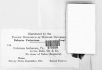 Calycina herbarum image